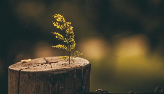Resiliencia creativa: el arte de reconstruirnos con sentido