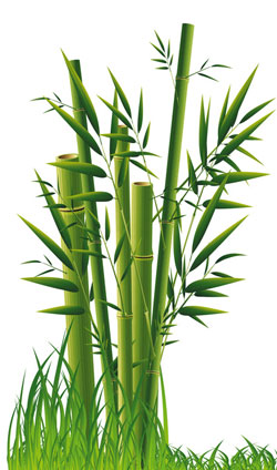 Bambu